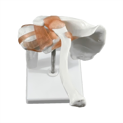 Анатомическая модель плечевого сустава человека Corpo Articulatio-1